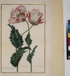 Página inteira: estudo de plantas, c.1650-75