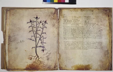Duas páginas inteiras: estudo de plantas com inscrição