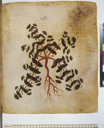 foll. 12v-387r "Herbário de Dioscórides". Página inteira: estudo de plantas e inscrição ...