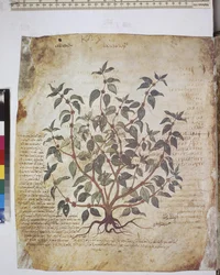 foll. 12v-387r "Herbário de Dioscórides". Página inteira: estudo de plantas e texto ...