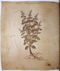 foll. 12v-387r "Dioscorides Herbarium": página inteira: miniatura com inscrições: Teucrium scordium (miniatura)