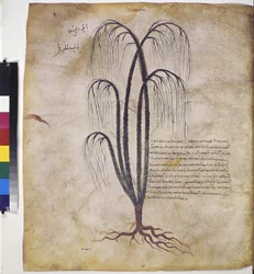 foll. 12v - 387r: "Dioscorides Herbarium". Página inteira: estudo de plantas, com inscrição