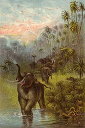 Pôr do sol nos trópicos (cromolitho)
