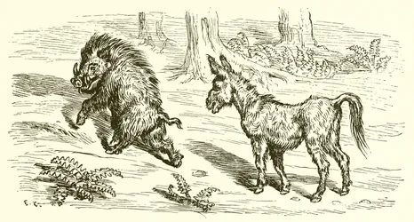 O javali e o burro