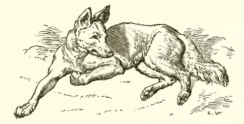 O lobo em pele de ovelha