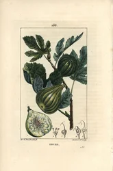 Tábua botânica: ramo de figueira com figos - figueira, Ficus carica, mostrando ramo com frutos e folhas maduras, e uma seção através dos frutos. Gravura de chapa de cobre colorida à mão por Lambert Junior a partir de um desenho de Madame E. Panckoucke de C
