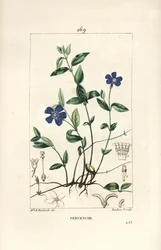 Periwinkle pequena - Pervinca menor, Vinca menor, com flor, folha, talo, raiz e semente. Gravura em chapa de cobre colorida à mão por Lambert Junior a partir de um desenho de Ernestine Panckoucke de Chaumeton, Poiret e Chamberet de "La Flore Medicale", P