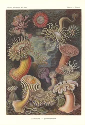 Actiniae - Anêmona do mar, Pl.49, de 