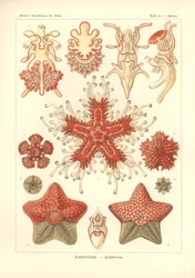 Asteridea - Sea Star, Pl.40. de 