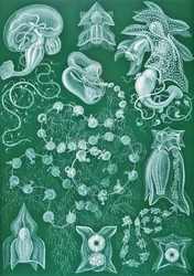 Exemplos de Siphonophorae de 