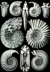Ilustração de Ammonitida de "Art Forms of Nature" 1904 (lito)