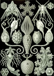 Ilustração de Amphoridea de "Kunstformen der Natur" 1904 (litho)