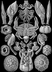 Ilustração de Cirripedia de "Art Forms of Nature" 1904 (lito)