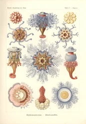 Siphonophorae - Jelly Fish, de 