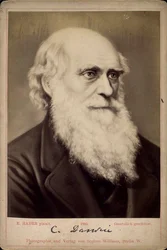 Charles Darwin, naturalista britânico, c1860s-c1870s