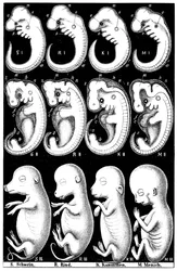 Comparação de Haeckel entre embriões de porco, vaca, coelho e homem