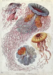 Medusas, de «Kunstformen der Natur»