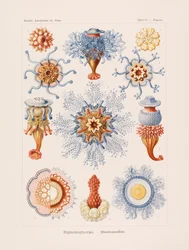 Formas artísticas da natureza, 1899-1903