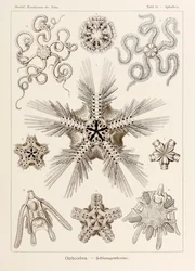 Placa 10 Ophiothrix Ophiodea de 