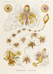 Placa 7 Epibulia Siphonophorae de 