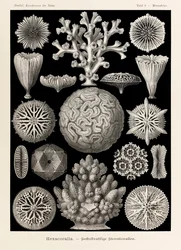 Prancha 9, Maeandrina Hexacoralla, de «Kunstformen der Natur» (Formas artísticas da natureza), ilustrada por Ernst Haeckel (1834-1919)