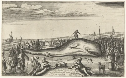 Cachalote encalhado na praia de Noordwijk, 1614