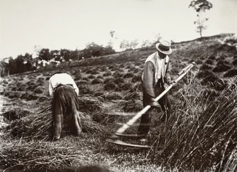 Ceifeiros, Somme