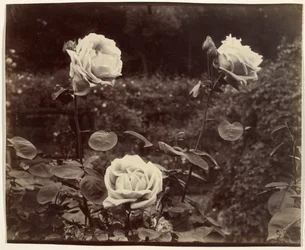 Rosas