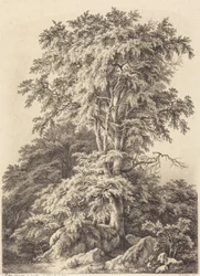 Bosque de faias