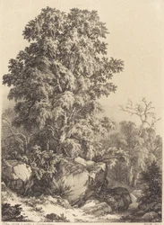Bosque de Faias