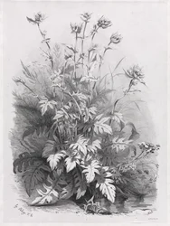 Grupos de várias plantas desenhadas após a natureza: No. 7