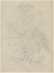 Plant Study, 1857.