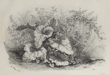 Estudo de plantas do grupo de várias plantas desenhadas e litografadas após a Nature ..., 1848.
