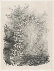 Plantas e heras por um córrego, 18481849.