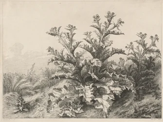 O Grande Cardo (Le Grand Chardon)