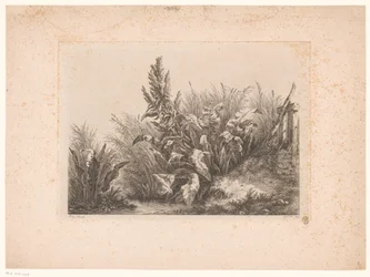Waterzuring en riet aan de oever Paciência de água na pequena válvula Estudos Desenhados e Gravados da Natureza (...) (título da série)