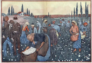 A cultura do algodão, perto de Orleanville, no Vale de Chelif, na Argélia. A ilustração de Damblans. Em "Le Pelerin" de 23 de fevereiro