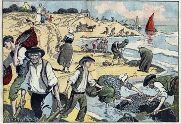 Os habitantes da linha costeira de Thouais estão a apanhar mexilhões. Kernevel, Finistere (29), Bretanha. Ilustração de Damblans. Em "Le Pelerin" de 31 de agosto