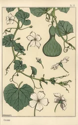 Ilustração botânica da cabaça
