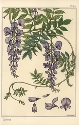 Estudo botânico Glycine