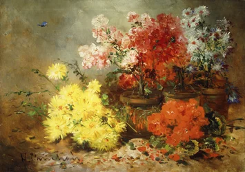 Margaridas, Begônia e outras flores em vasos,