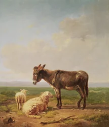 Burro e ovelhas, 1849