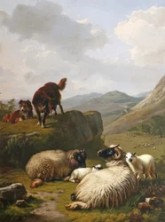 Ovelhas e cães