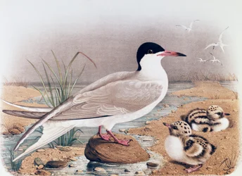 Garajau comum (Sterna hirundo), gravura de Oscar Dressler, de Natural History of Birds that nest in Lombardy, de Eugenio Bettoni (1845-1898), Itália