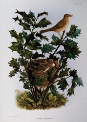 Cigarra de Jardim (Sylvia hortensis), gravura de Oscar Dressler, de Natural History of Birds that nest in Lombardy, de Eugenio Bettoni (1845-1898), Itália