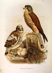 Ilustração da "História Natural das Aves que Nidificam na Lombardia", de Eugenio Bettoni, representando a família dos peneireiros Falco tinnunculus, de Oscar Dressler