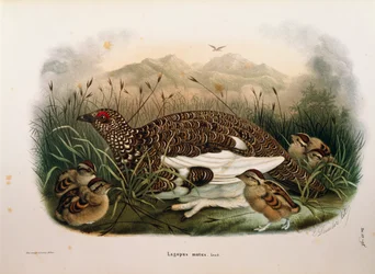 Ilustração da "História Natural das Aves que Nidificam na Lombardia" de Eugenio Bettoni representando Rock Ptarmigan Lagopus muta, de Oscar Dressler