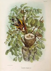 Ilustração da "História Natural das Aves que Nidificam na Lombardia" de Eugenio Bettoni, representando a família europeia Goldfinch Carduelis carduelis, de Oscar Dressler