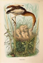 Ilustração da "História Natural das Aves que Nidificam na Lombardia" de Eugenio Bettoni, representando Little Bittern Ixobrychus minutus, de Oscar Dressler