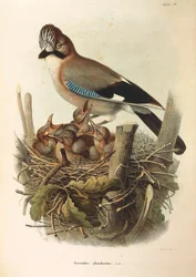 Ilustração da "História Natural das Aves que Nidificam na Lombardia" de Eugenio Bettoni, representando Jay Garrulus glandarius eurasiático, de Oscar Dressler